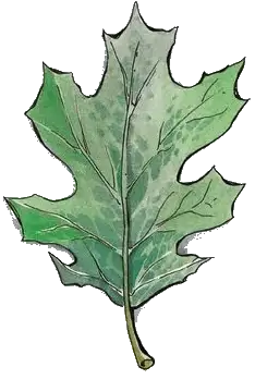 silvanus-holy-symbol.webp